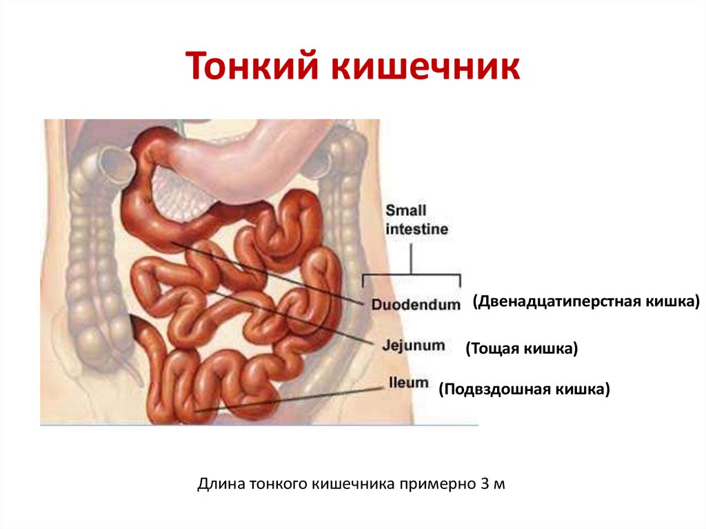 Тонкий кишечник