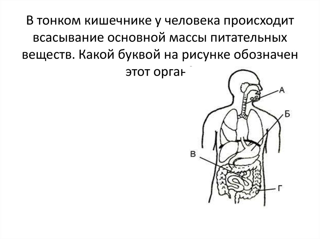 Процессы в кишечнике человека