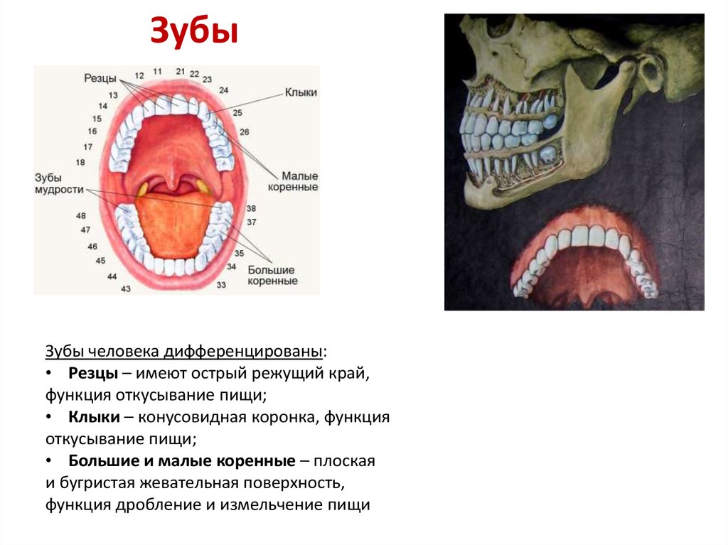 26 зуб где находится фото