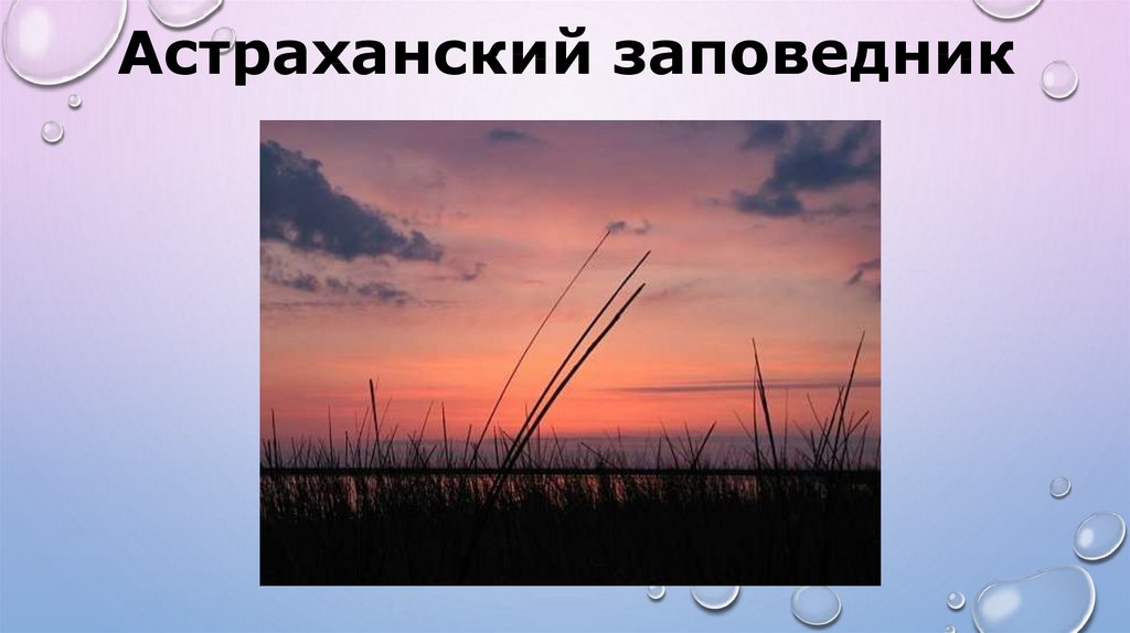 Астраханский заповедник презентация. Рекламный слоган Астраханского заповедника.