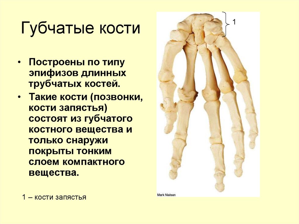 Укажите губчатые кости. Губчатые кости характеристика. Короткие губчатые кости строение. Трубчатая кость и губчатая кость. Губчатый.