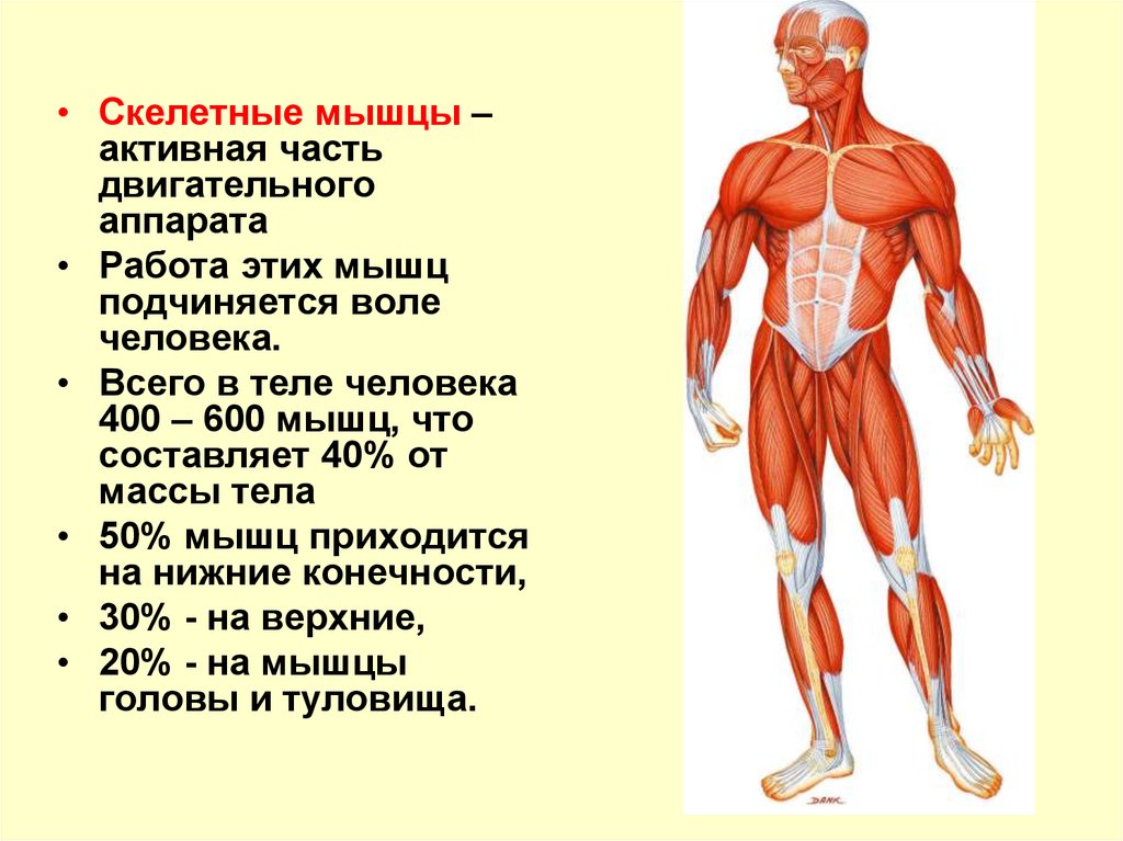 Мышечная система какие органы входят. Мышцы человека. Структура мышц человека. Схема основных мышц. Скелетные мышцы.