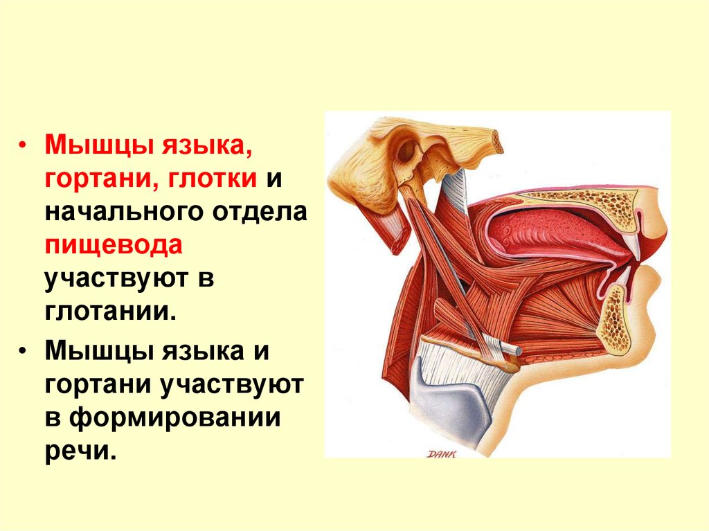 Глотка мышцы. Верхняя продольная мышца языка. Мышцы языка глотание.