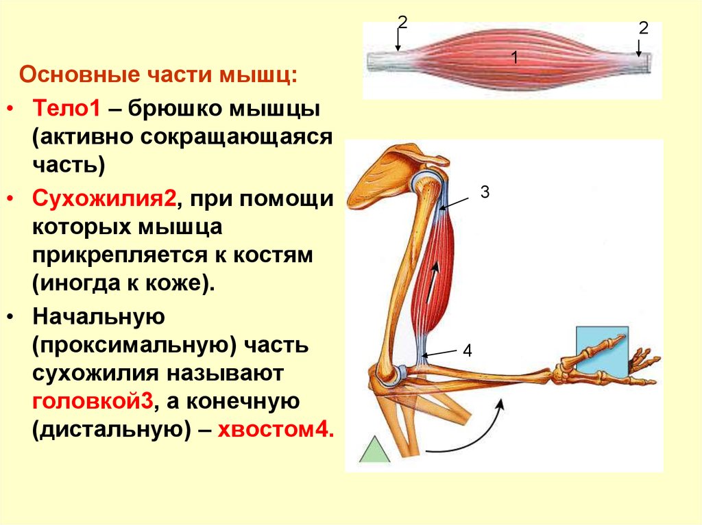 Мышцы прикреплены к костям. Строение мышцы головка брюшко хвост. Строение мышц сухожилие головка. Брюшко мышцы. Назовите основные части мышцы.