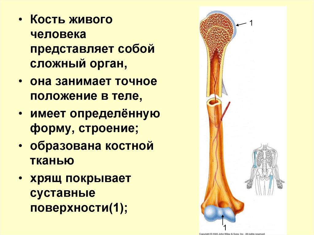 Скелет состоит из хрящевой ткани. Кость. Органы и кости.