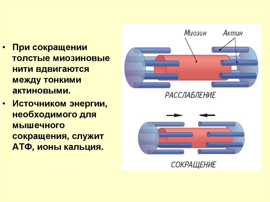 Нити актина. При сокращении мышц нити актина. Актин миозиновый комплекс и механизм мышечного сокращения. Актин и миозин в мышцах схема. Актин и миозин строение функции.