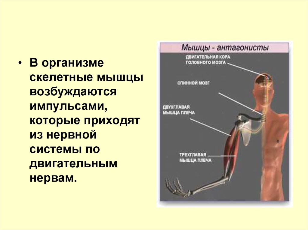 Обмен веществ в скелетных мышцах регулирует. Аппарат движения это анатомия. Общие вопросы анатомии и физиологии аппарата движения человека. Двигательные нервные окончания в скелетной мышце. Двигательные нервы презентация.