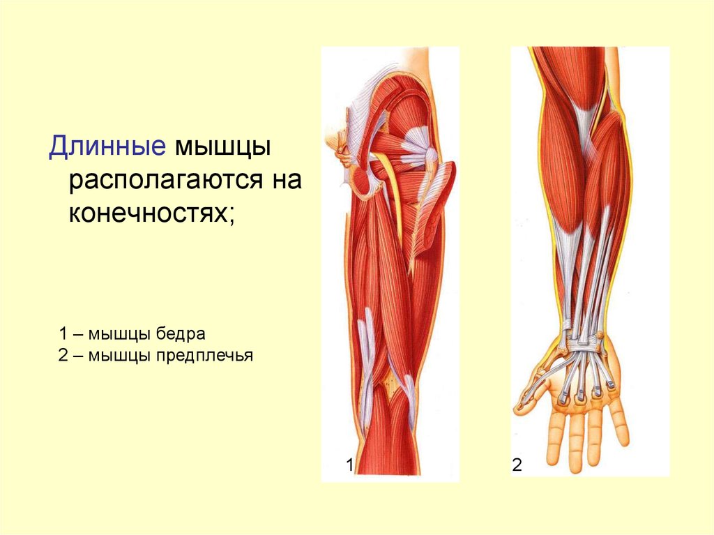 В мышцах расположены. Длинные мышцы. Длинные мышцы конечностей. Длинные мышцы располагаются. Длинные мышцы располагаются на конечностях.