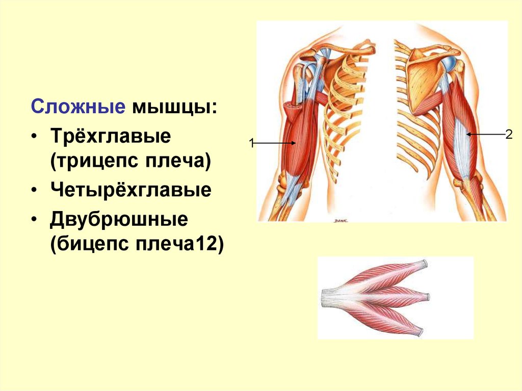 Двуглавая мышца плеча. Трехглавая мышца строение. Место прикрепления трехглавой мышцы плеча. Строение трехглавой мышцы плеча. Трехглавые мышцы человека.