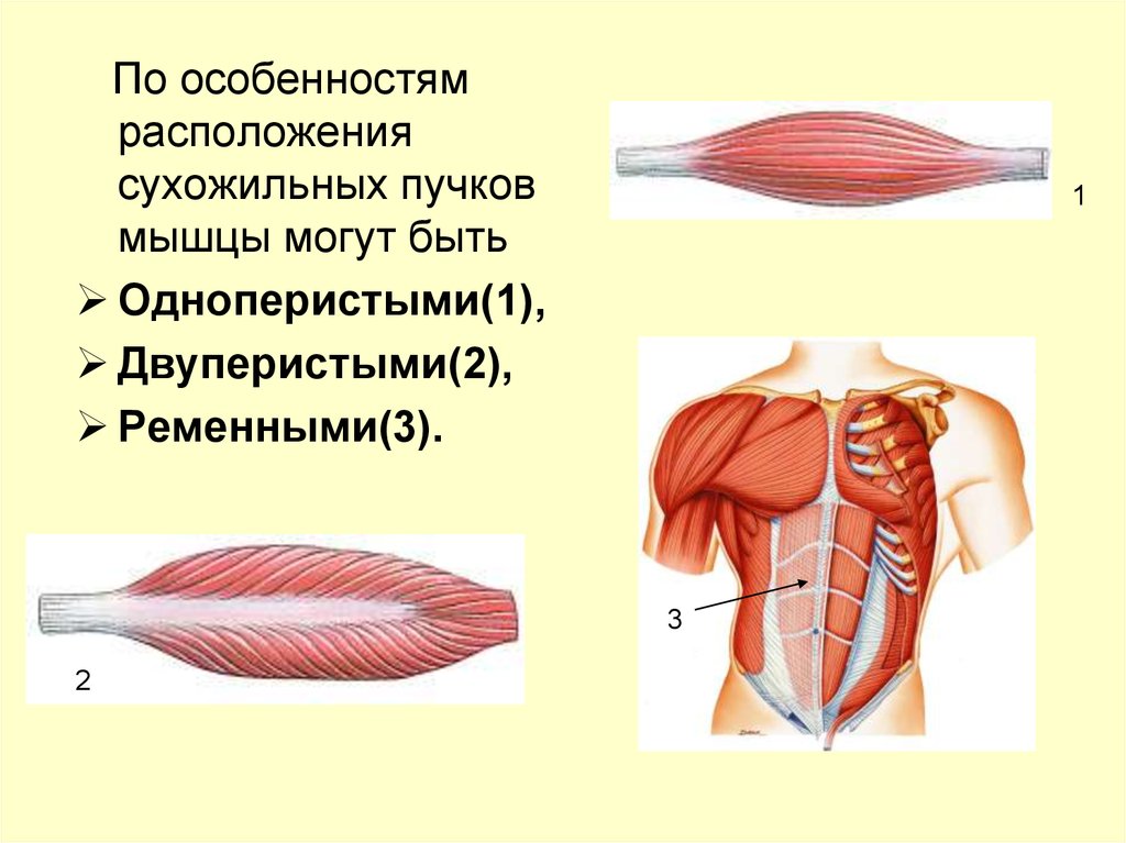 Пучки мышц. Мышечный пучок. Пучковые мышцы. Мышцы по направлению мышечных Пучков. Строение мышечного пучка.