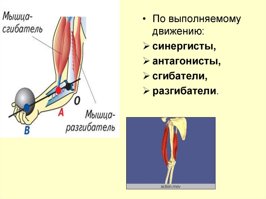 Работа мышц антагонисты. Антагонисты сгибатели и разгибатели. Мышцы синергисты функции. Агонисты антагонисты синергисты. Синергист квадрицепса бедра.