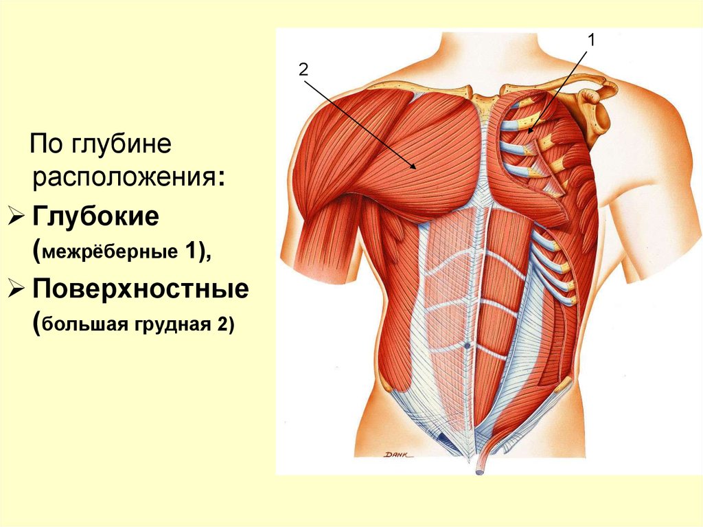 Расположена большей частью на. Большая грудная расположение. Местоположение мышц груди. Большая грудная мышца расположение. Местоположение большой грудной мышцы.