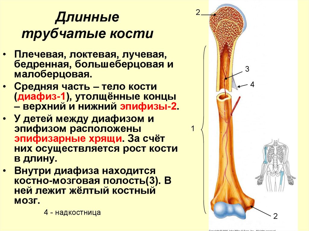 Основные трубчатые кости