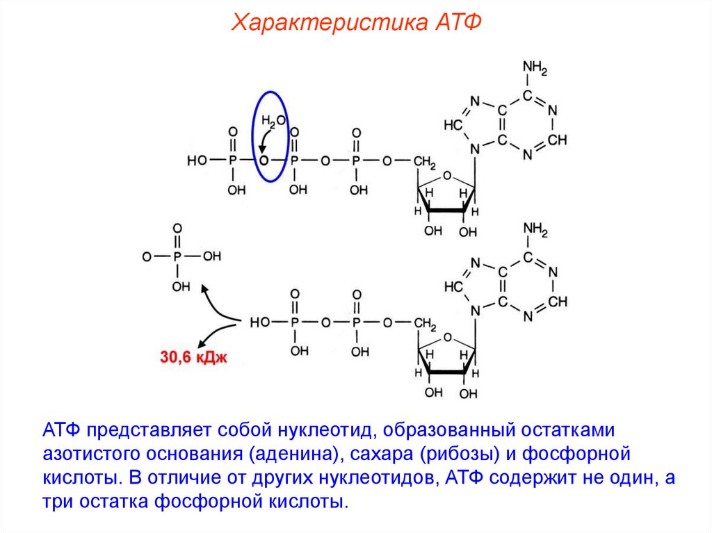 Атф основания. Молекула АТФ. Схема строения АТФ. Свойства АТФ.