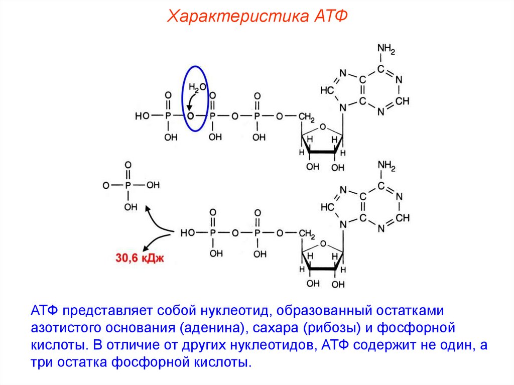 Атф содержит. Азотистое основание рибоза остаток фосфорной кислоты. 1 Молекула АТФ. Характеристика молекулы АТФ. Типы связи в молекуле АТФ.