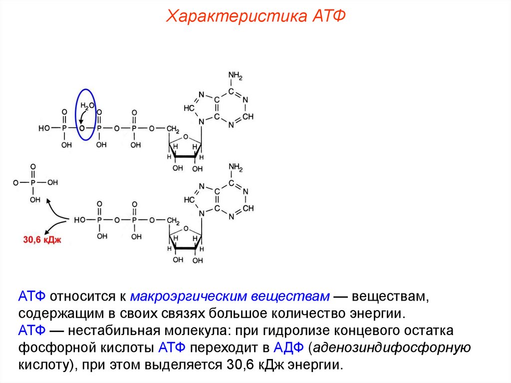 Атф какие связи. Молекула АТФ содержит макроэргические связи. Остаток фосфорной кислоты АТФ. Макроэргическое соединение АТФ. АТФ нестабильная молекула.