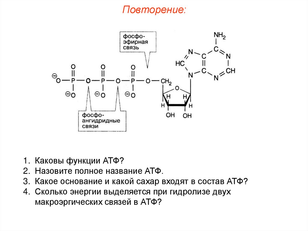Молекула атф макроэргические связи. Ангидридная связь в АТФ. Макроэргические связи в АДФ. Формула АТФ макроэргические связи. Макроэргические связи в молекуле АТФ.