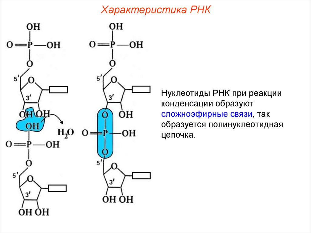 Полинуклеотидная рнк. Нуклеотид РНК связи. Соединения РНК. Цепочка нуклеотидов РНК. Нуклеозиды РНК.