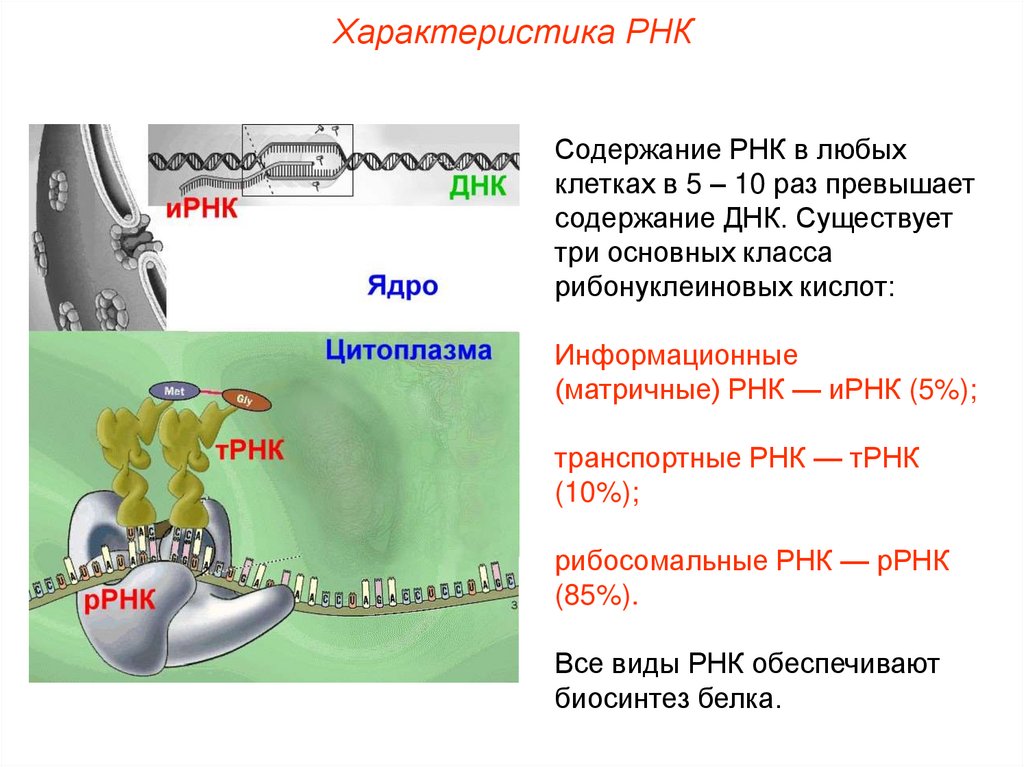 Ооо рнк. Р РНК характеристика. Т РНК характеристика. Признаки для описания РНК. Характеристики белка и РНК.