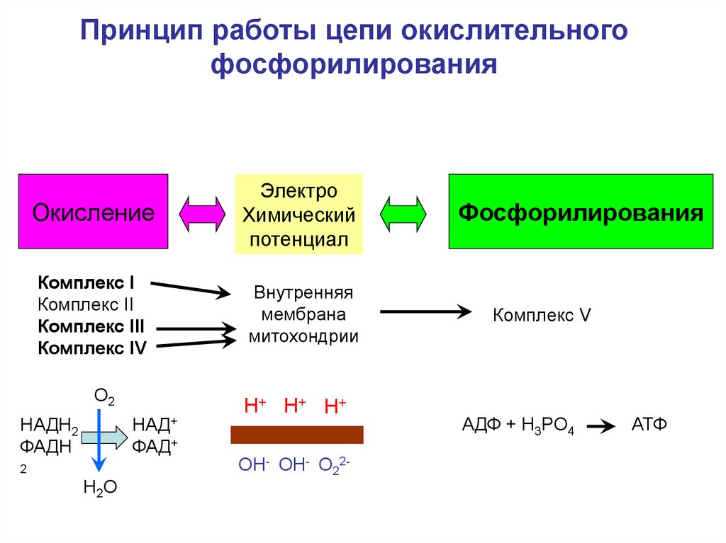 Принцип работы цепи окислительного фосфорилирования