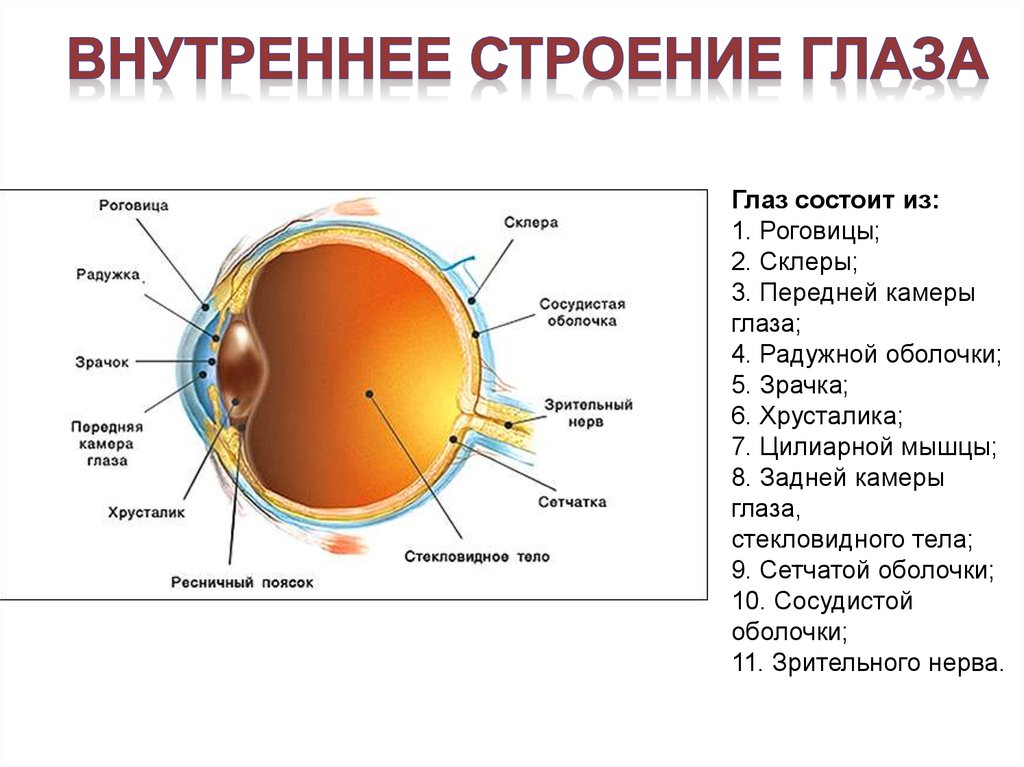 Защиту глаза выполняет. Защита от механических и химических повреждений глаза. Строение глаза. Внутреннее строение глаза. Глаз строение глаза человека.