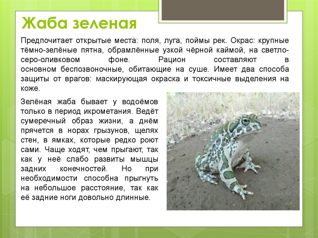 Лягушка земноводное 2 класс. Сообщение на тему зеленые лягушки. Земноводные информация. Сообщение на тему земноводные животные. Зеленая жаба доклад.