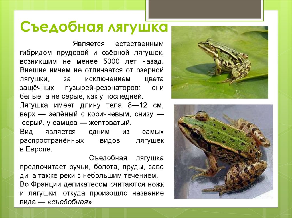 Особенности образа жизни лягушки. Лягушка съедобная – Pelophylax esculentus (Linnaeus, 1758) (4 категория). Описание лягушки. Земноводные лягушки и Жабы. Факты о лягушках.