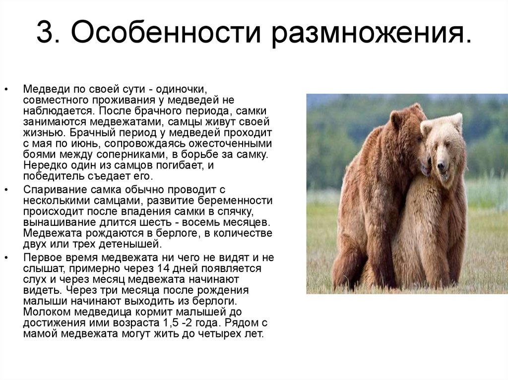 Какой тип развития характерен для медведицы. Бурый медведь презентация. Размножение медведей. Бурый медведь размножение. Экологические признаки бурого медведя.