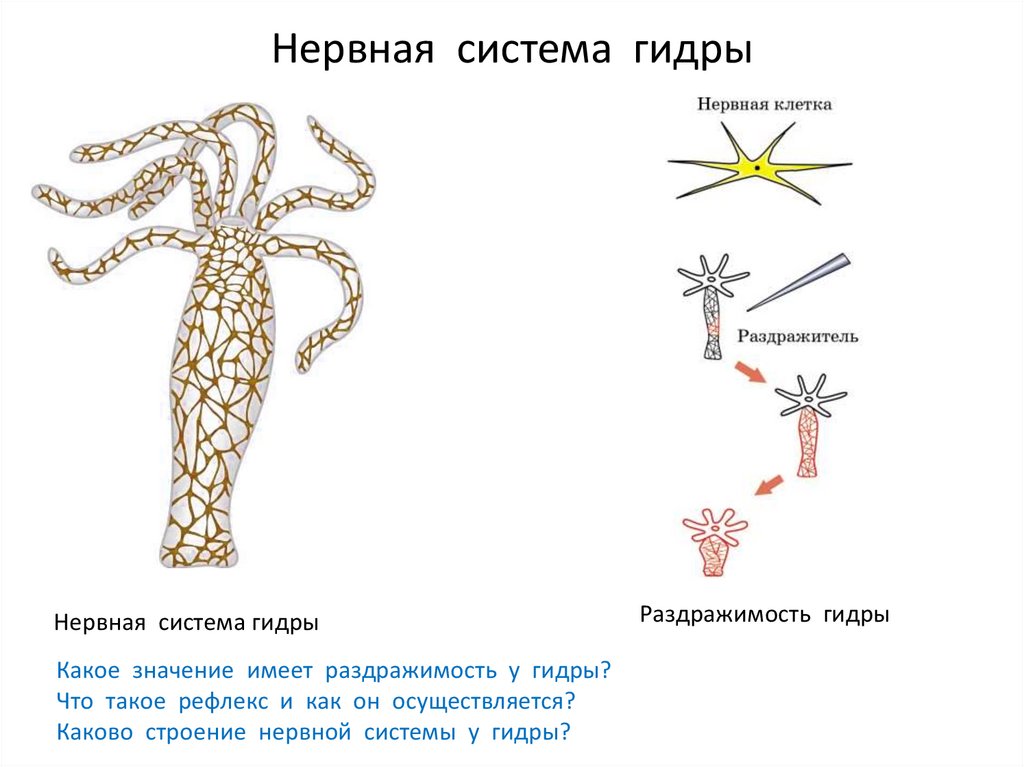 Радиальная симметрия диффузная нервная система анаэробное. Гидра нервная система диффузного типа. Нервная система гидры схема. Нервная система гидры. Нервная система гидры пресноводной.
