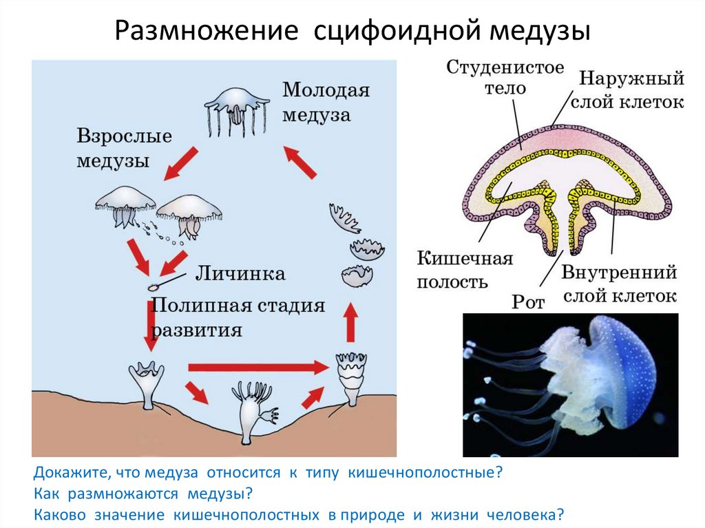 Стадия жизненного цикла медузы. Жизненный цикл сцифоидных медуз. Жизненный цикл полипа и медузы. Размножение сцифоидных медуз.