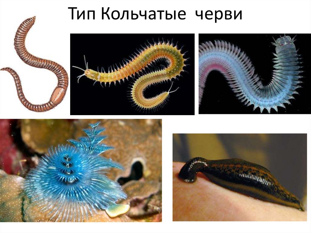К типу кольчатых червей относится. Кольчатые черви. Кольчатые черви паразиты. Кольчатые черви Ресничные.