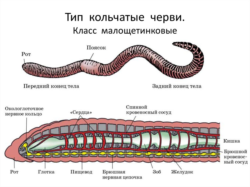 Тело дождевого червя имеет. Малощетинковые черви внешнее строение. Строение малощетинковых червей. Тип кольчатые черви Малощетинковые. Строение малощетинковых кольчатых червей.