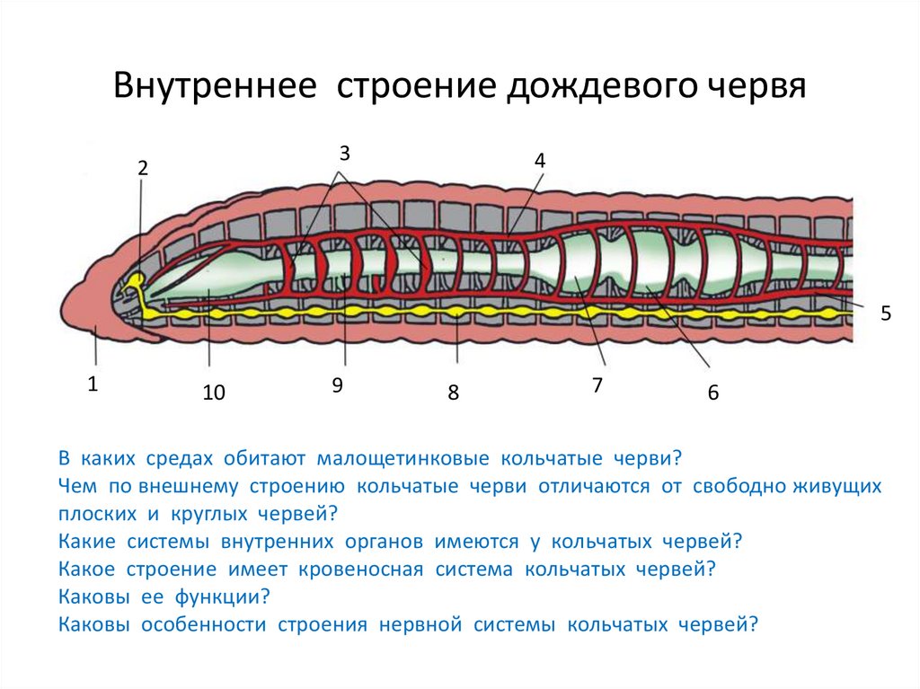Какая форма червя. Выделительная система дождевого червя 7 класс. Кольчатые черви черви строение. Системы внутренних органов кольчатых червей. Тип кольчатые черви схема.