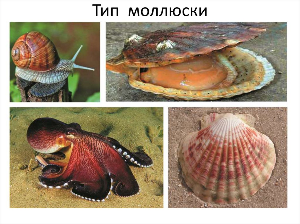 Класс моллюски примеры. Тип моллюски. Животные типа моллюски. Представителями типа моллюски являются животные.