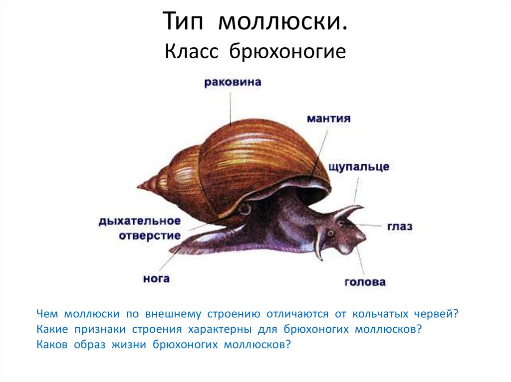 Брюхоногие моллюски краткое. Характеристика брюхоногих моллюски биология 7 класс. Строение раковины виноградной улитки. Представители класса брюхоногие 7 класс. Класс брюхоногие моллюски улитки.