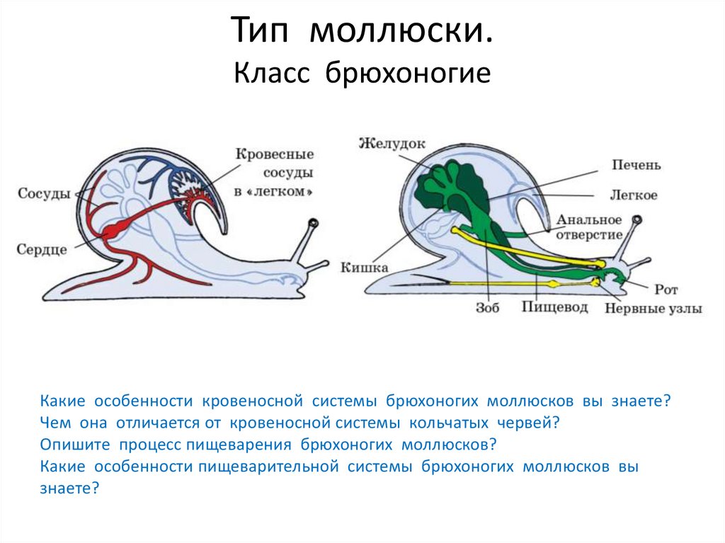 Схема кровеносной системы брюхоногих моллюсков. Брюхоногие общее строение.