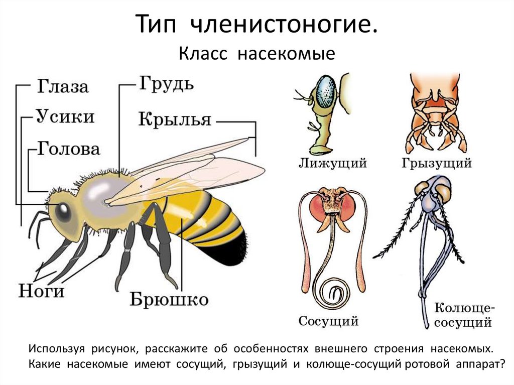 Насекомые относятся к типу членистоногие. Тип Членистоногие насекомые строение. Общая характеристика насекомых 7 класс биология. Общая характеристика строения класса насекомых. Общая характеристика членистоногих класс насекомых.