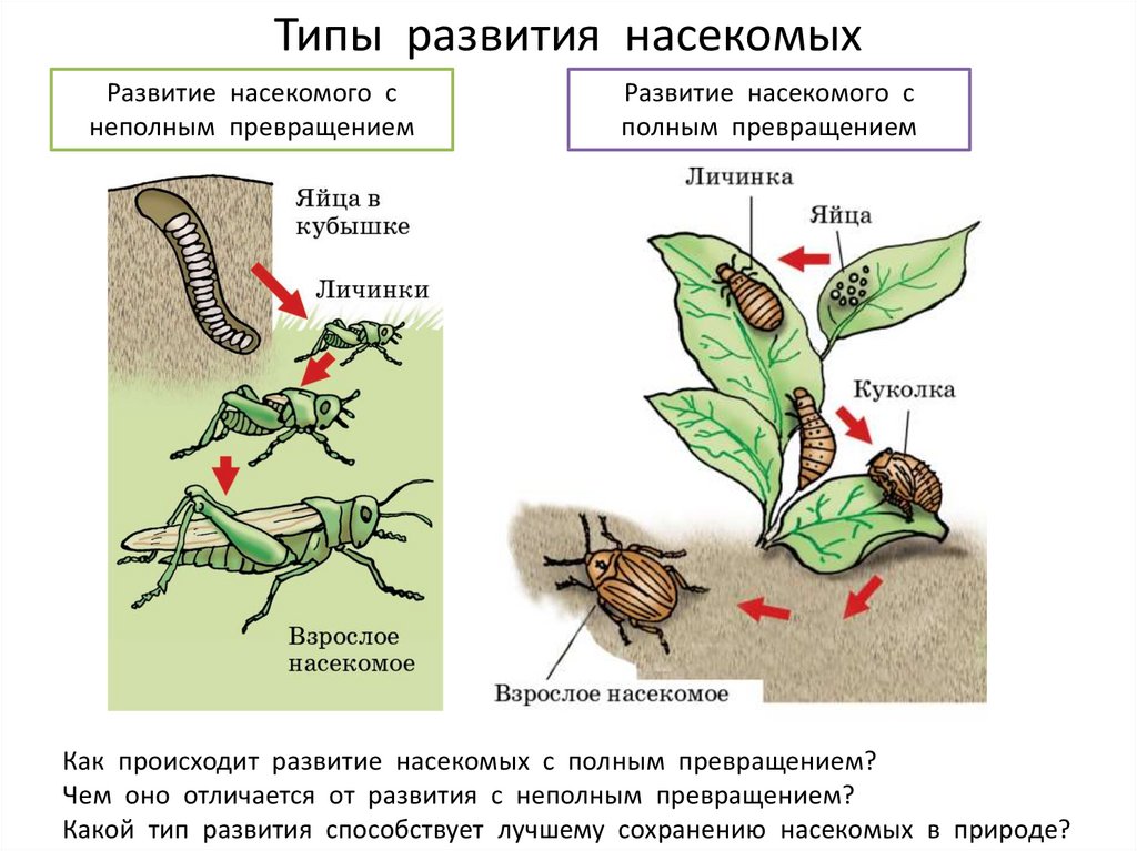 Метаморфоз 20. Тип развития насекомых с полным и неполным превращением. Размножение насекомых с полным и неполным превращением. Полный и неполный цикл развития насекомых. Цикл с полным и неполным превращением.