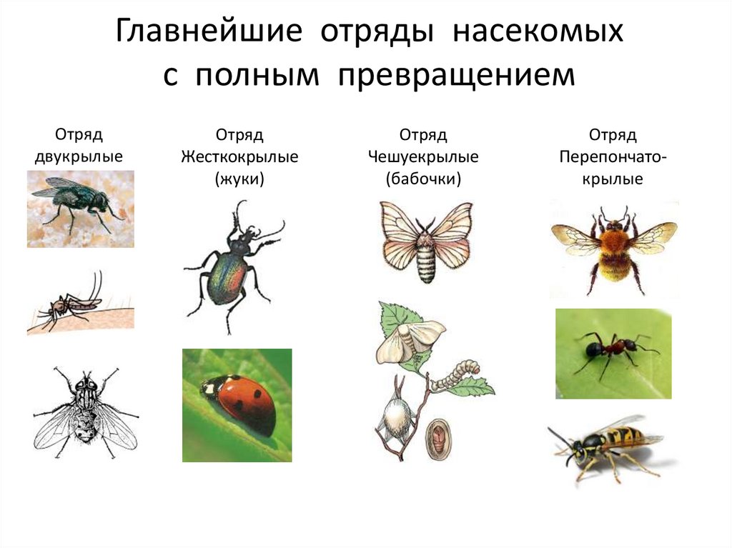 Представители класса жуков. Биология 7 класс отряды насекомых с полным превращением. Насекомые с неполным превращением таблица отряд представители. Насекомых полное и неполное превращение отряды насекомых. Отрядынасекомыъх с полным превращением.
