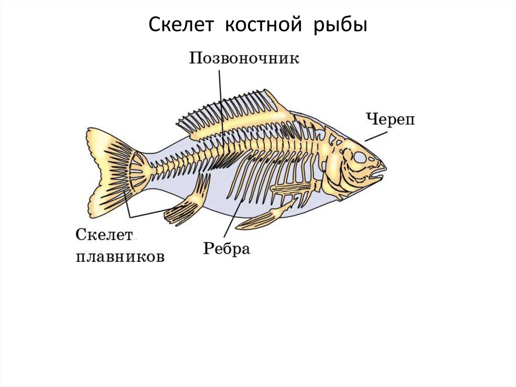 Внутренний скелет костной рыбы. Строение скелета костистой рыбы. Скелет костной рыбы 7 класс биология. Скелет костной рыбы 7 класс. Скелет костистой рыбы окуня.