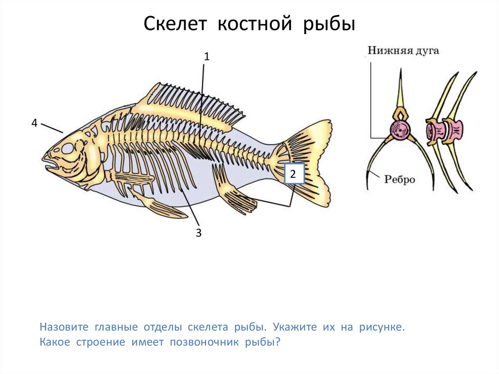 Какой скелет у костных. Осевой скелет костистой рыбы. Скелет костистой рыбы окуня. Скелет костной рыбы 7 класс биология. Внутреннее строение костной рыбы скелет.