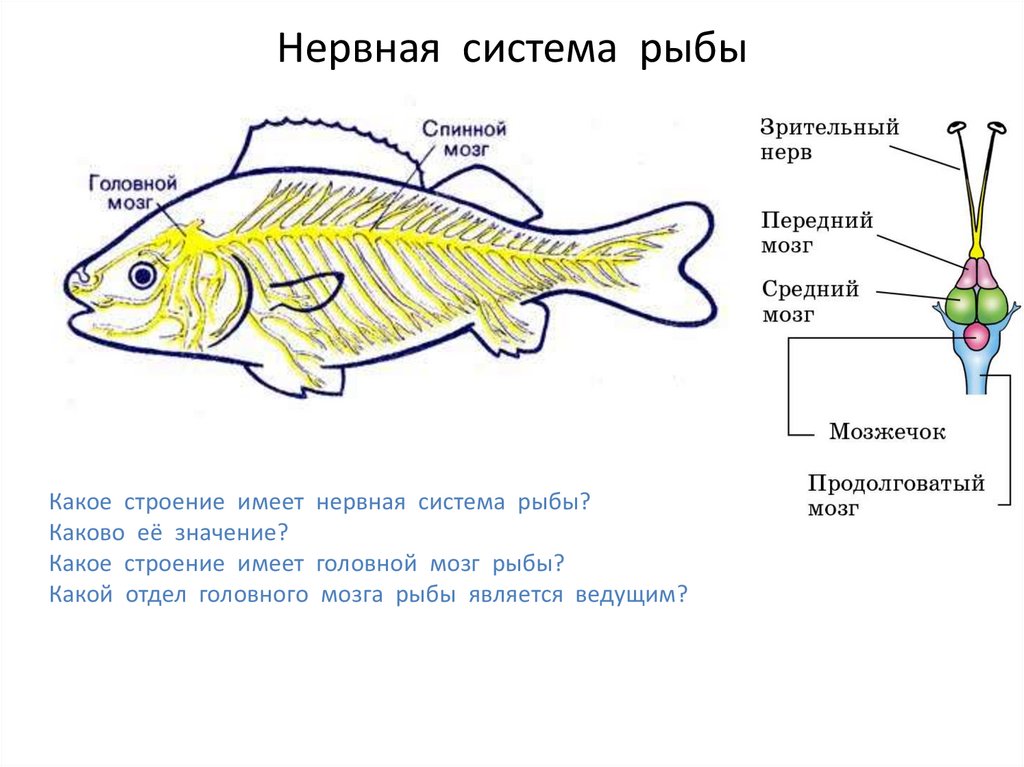 Какие отделы мозга у рыб. Нервная система рыб отделы головного мозга. Органы пищеварительной системы рыбы. Нервная система рыб мозг. Схема пищеварительной системы рыб 7 класс.