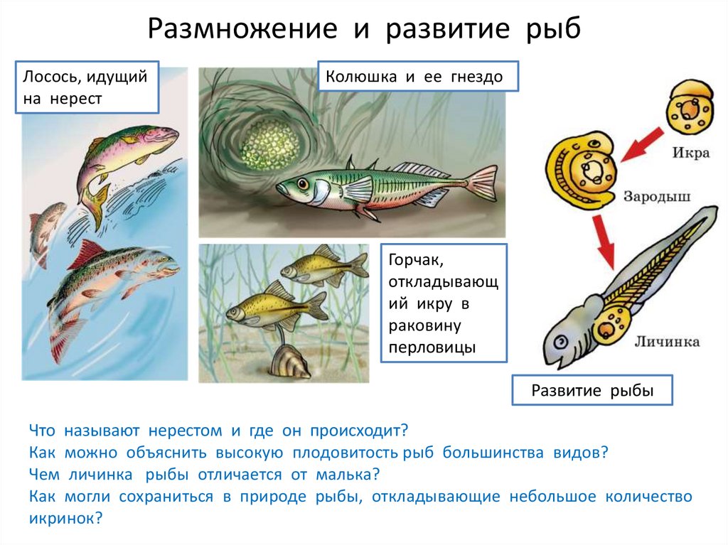 У трески щуки и многих других. Схема размножения рыб 7 класс. Цикл развития рыб 7 класс. Размножение рыб 7 класс биология. Схема развития рыбы 7 класс.