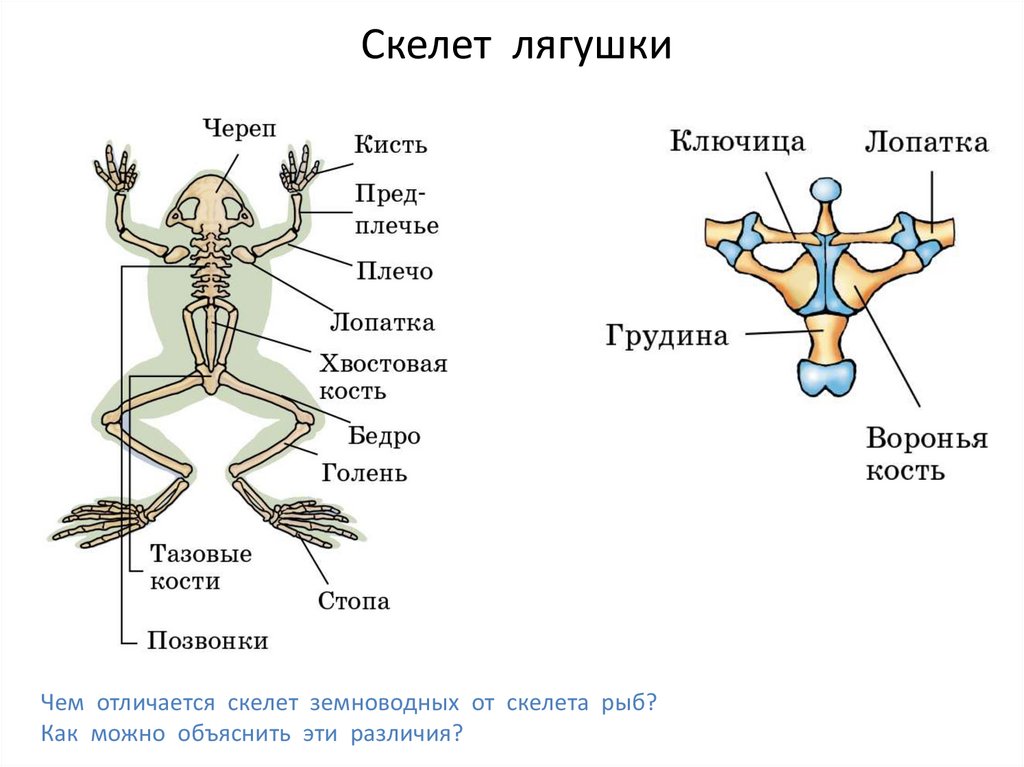 Скелет поясов конечностей лягушки. Строение земноводных скелет лягушки. Скелет земноводных пояс передних конечностей. Строение пояса передних конечностей лягушки. Скелет лягушки 7 класс биология.