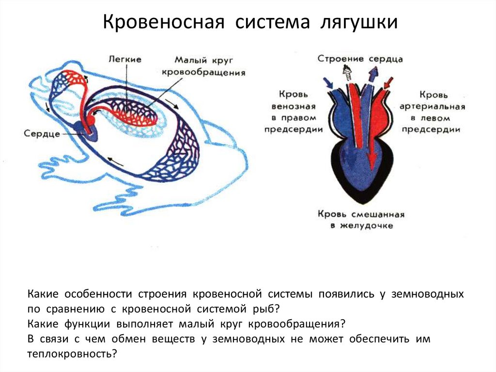 Животное имеет один круг кровообращения. Кровеносная система амфибий схема. Кровеносная система личинки лягушки. Система кровообращения лягушки схема. Кровеносная система лягушки 7 класс биология.