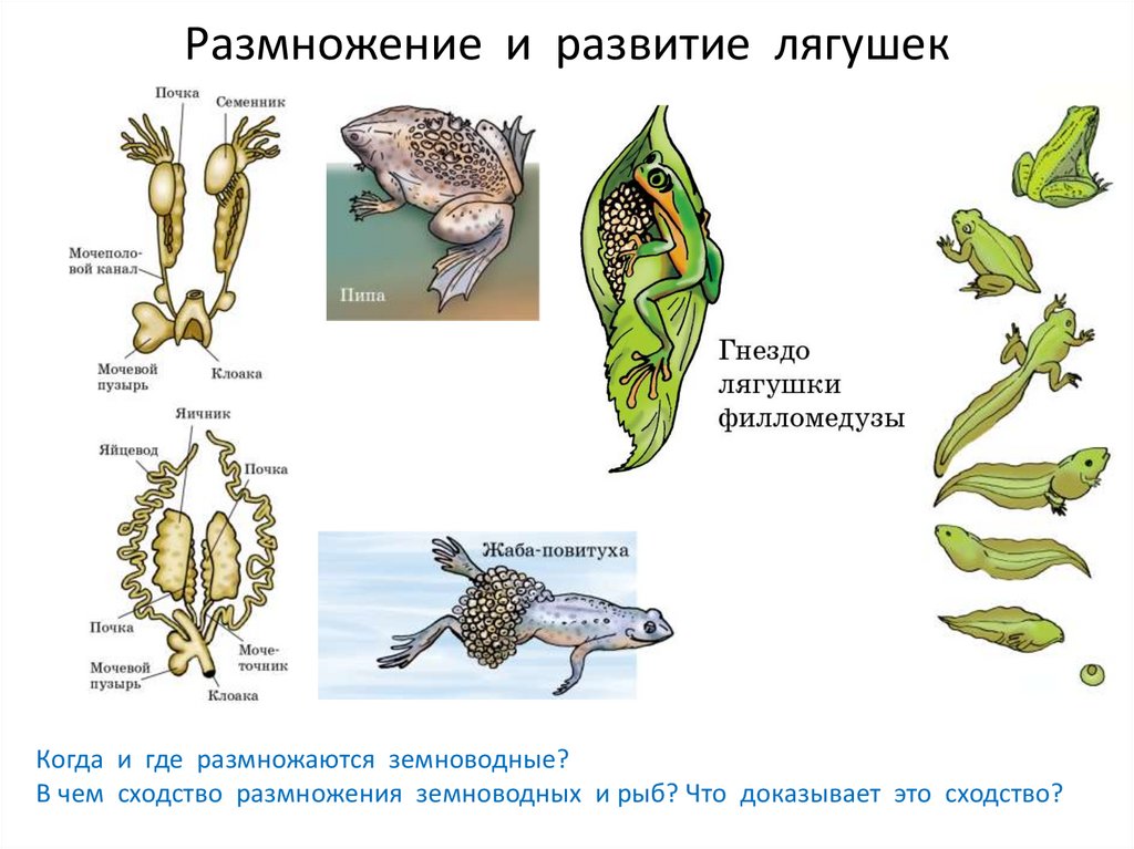 Какой тип развития у земноводных. Размножение земноводных лягушек. Цикл размножения лягушки. Размножение земноводных схема. Схема размножения земноводных 7 класс.