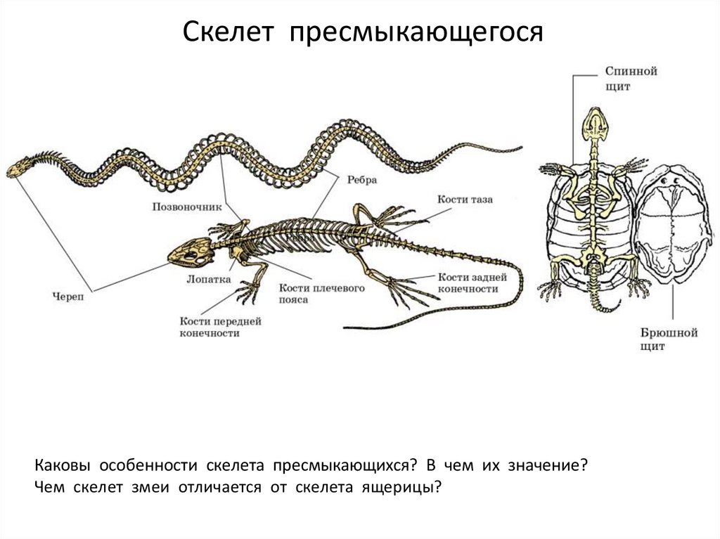 Схема класс пресмыкающиеся 7 класс