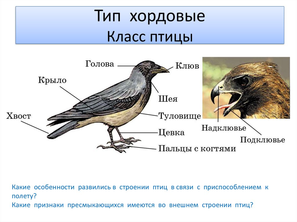 Форма тела птиц особенности строения значение. Тип Хордовые класс птицы. Характеристика строения птиц. Строение птицы. Класс птицы строение.