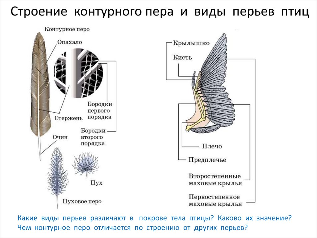 Расположение контурных перьев на теле птицы
