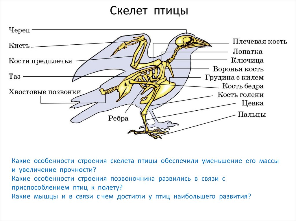 Особенности внутреннего скелета. Внутреннее строение кости птицы. Внутреннее строение дневных хищных птиц. Строение кости скелета птицы. Характеристика строения скелета птиц.